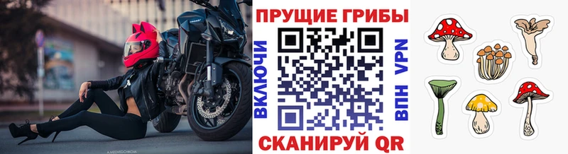 MEGA как зайти  Гаврилов Посад  Галлюциногенные грибы Cubensis 